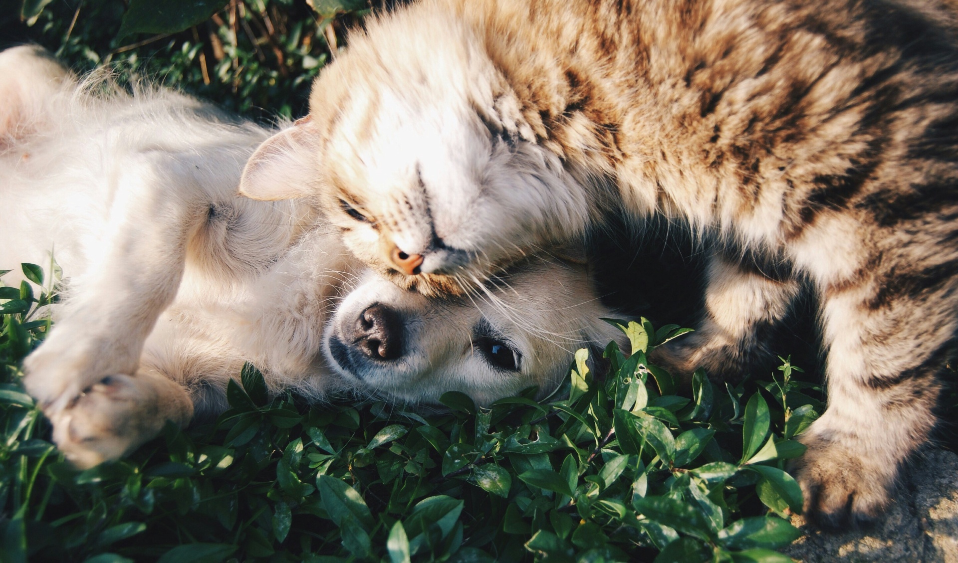 The Ultimate Guide to Pet-Safe Pest Control